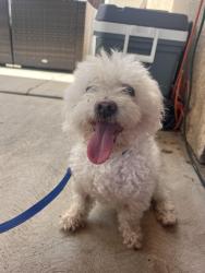 Reunited Male Dog last seen Mt Oso Ave and Cecelio way near South/west park elementary school, Tracy, CA 95376