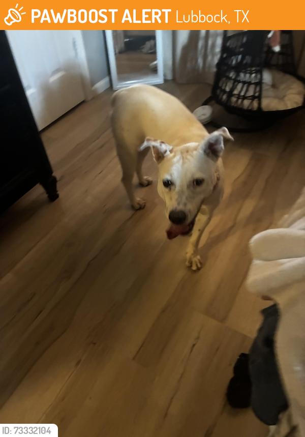 Found/Stray Female Dog last seen 46th and slide, Lubbock, TX 79414