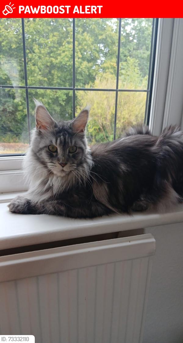 Lost Female Cat last seen Sussex vlose, Chalfont Saint Giles, England 