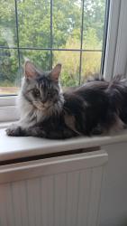 Lost Female Cat last seen Sussex vlose, Chalfont Saint Giles, England 