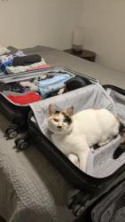 Lost Female Cat last seen North 5th Street and Washington, Cañon City, CO 81212