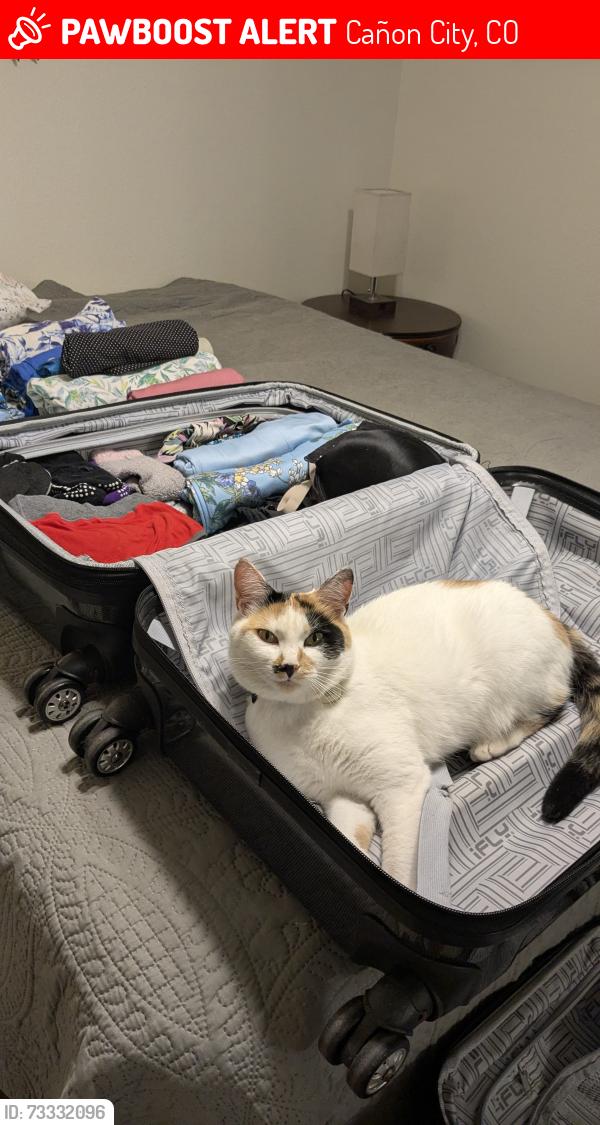 Lost Female Cat last seen North 5th Street and Washington, Cañon City, CO 81212