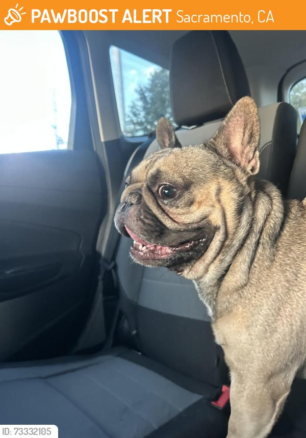 Found/Stray Male Dog last seen Rio Linda blvd, Claire ave, Sacramento, CA 95838