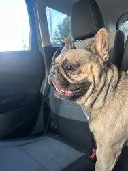 Found/Stray Male Dog last seen Rio Linda blvd, Claire ave, Sacramento, CA 95838