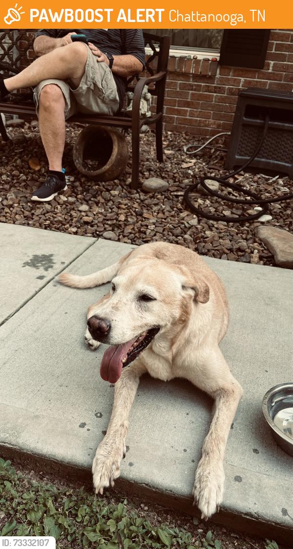 Found/Stray Male Dog last seen Middle Valley rd, Chattanooga, TN 37343