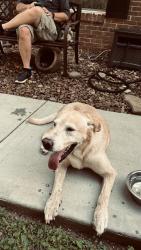 Found/Stray Male Dog last seen Middle Valley rd, Chattanooga, TN 37343