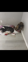 Lost Male Dog last seen Pete’s gas stations, Lithia Springs, GA 30122