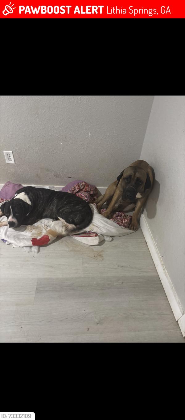 Lost Male Dog last seen Pete’s gas stations, Lithia Springs, GA 30122