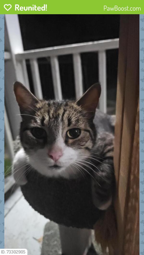 Reunited Male Cat last seen Blue hse, Clayton, NC 27527