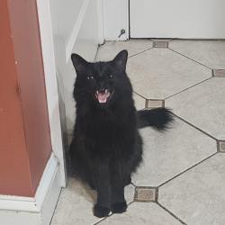 Lost Male Cat last seen triangle st, Danbury, CT 06810