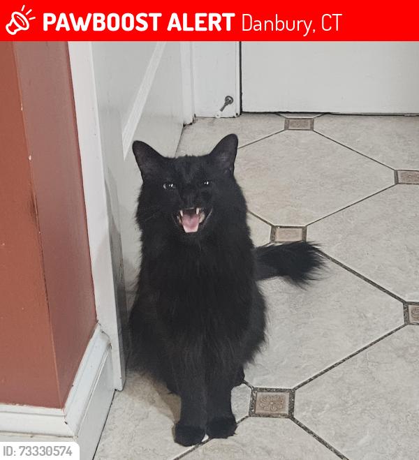 Lost Male Cat last seen triangle st, Danbury, CT 06810