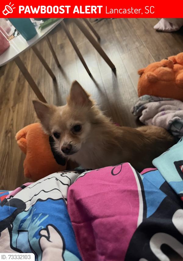 Lost Male Dog last seen Near Soul Sistas (restaurant), Lancaster, SC 29720
