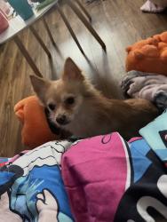 Lost Male Dog last seen Near Soul Sistas (restaurant), Lancaster, SC 29720