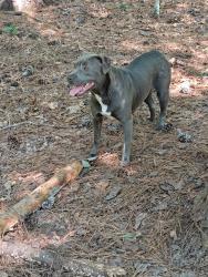 Reunited Female Dog last seen Hidcote Circle, Wellington Forest, Herdon and Barbee, Durham, NC 27713