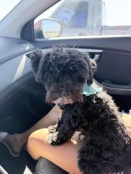 Found/Stray Male Dog last seen Lytle Creek court and Curtis, Fontana, CA 92336