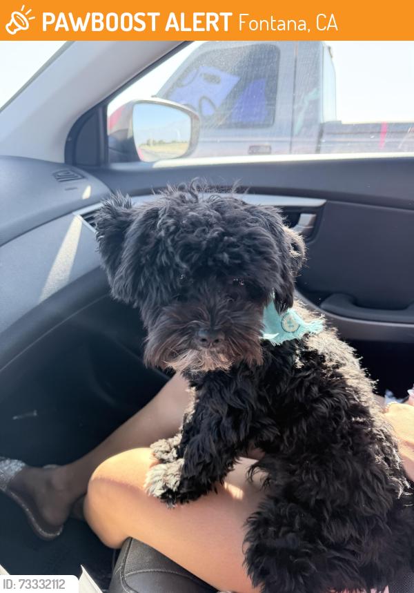 Found/Stray Male Dog last seen Lytle Creek court and Curtis, Fontana, CA 92336