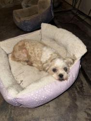 Found/Stray Unknown Dog last seen georgia shores, Amarillo, TX 79110
