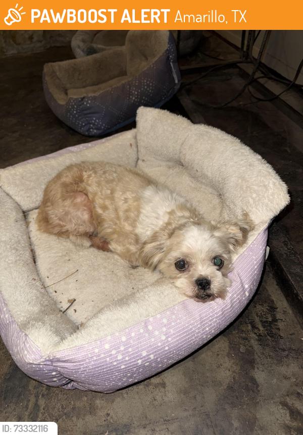 Found/Stray Unknown Dog last seen georgia shores, Amarillo, TX 79110