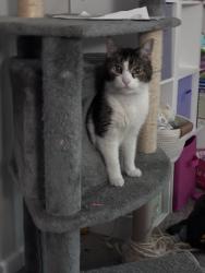 Lost Male Cat last seen Winding Ridge neighborhood. Off High Grass Dr, Indianapolis, IN 46235