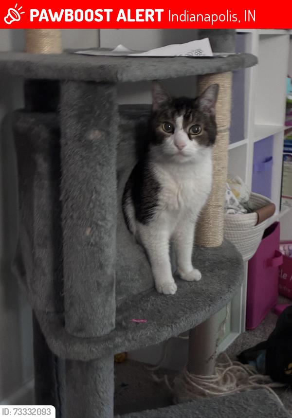 Lost Male Cat last seen Winding Ridge neighborhood. Off High Grass Dr, Indianapolis, IN 46235