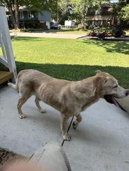 Found/Stray Male Dog last seen Wyndsor Dr / Middle Valley Rd, Middle Valley, TN 37343