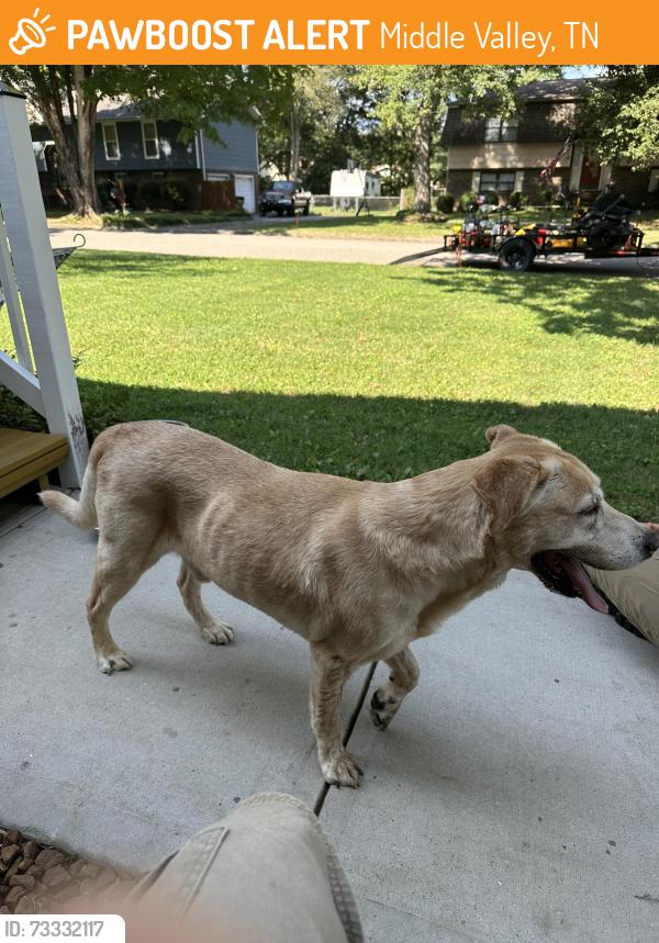 Found/Stray Male Dog last seen Wyndsor Dr / Middle Valley Rd, Middle Valley, TN 37343