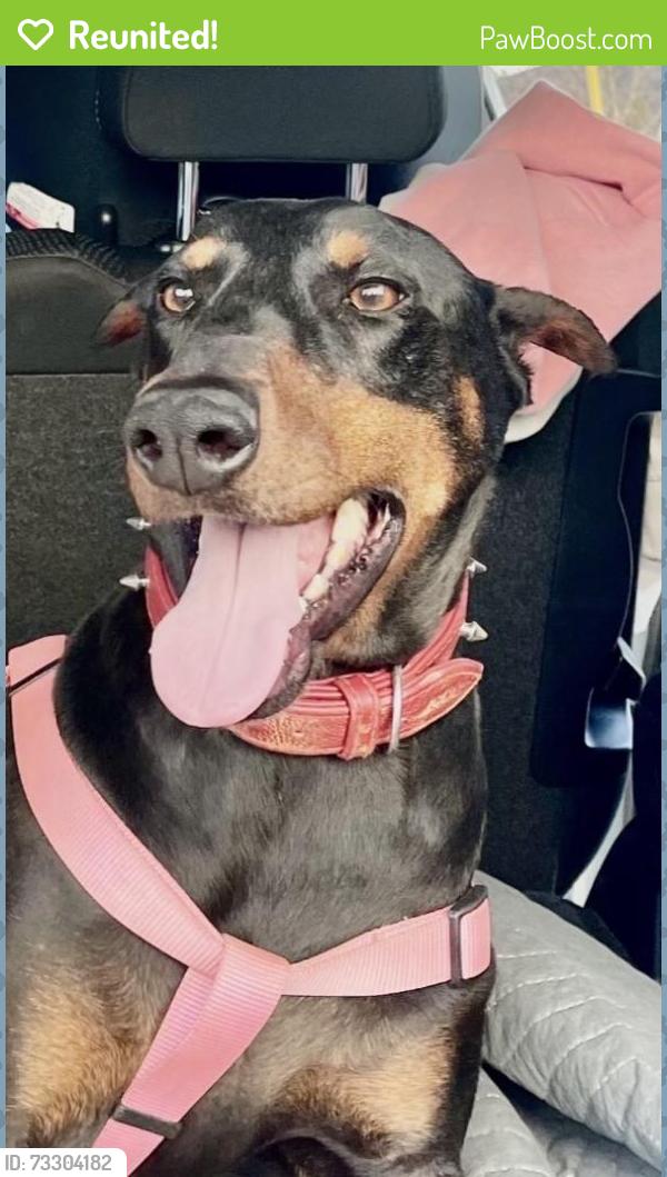 Reunited Female Dog last seen Circle k, Conover, NC 28613