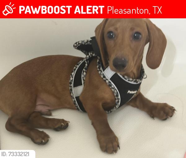 Lost Male Dog last seen ?, Pleasanton, TX 78064