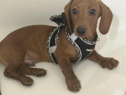 Lost Male Dog last seen ?, Pleasanton, TX 78064