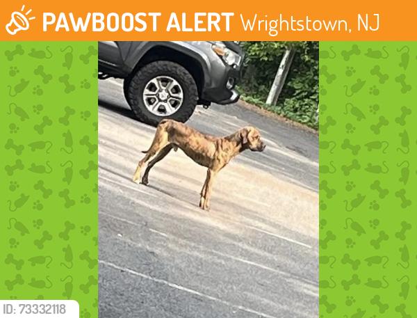 Found/Stray Unknown Dog last seen Route 68, Wrightstown, NJ 08562