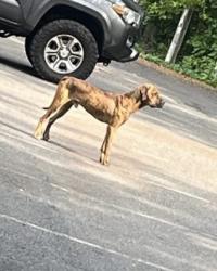 Found/Stray Unknown Dog last seen Route 68, Wrightstown, NJ 08562