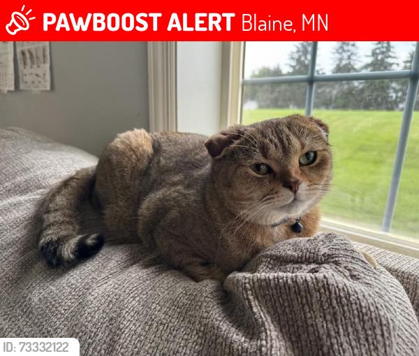 Lost Male Cat last seen 124th ave ne and Aberdeen st ne, Blaine, MN 55449