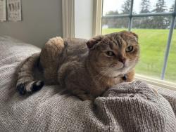 Lost Male Cat last seen 124th ave ne and Aberdeen st ne, Blaine, MN 55449