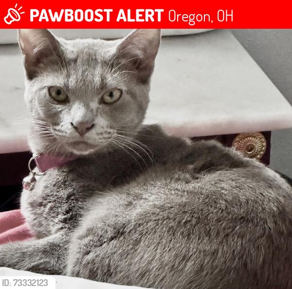 Lost Female Cat last seen Seaman and lallendorf, Oregon, OH 43616