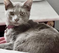 Lost Female Cat last seen Seaman and lallendorf, Oregon, OH 43616