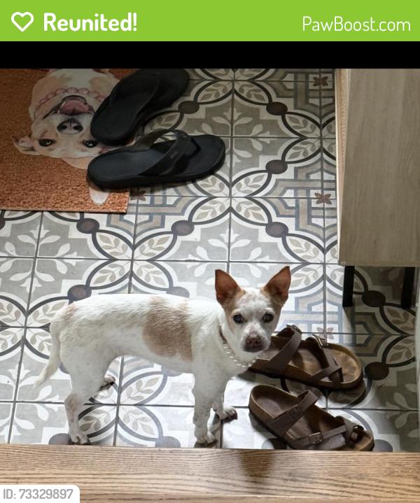 Reunited Female Dog last seen Waterford drive and wellington court, McKees Rocks, PA 15136