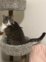 Reunited Male Cat last seen Halleck & McLellan in the Meadows neighborhood, Wellington, CO 80549