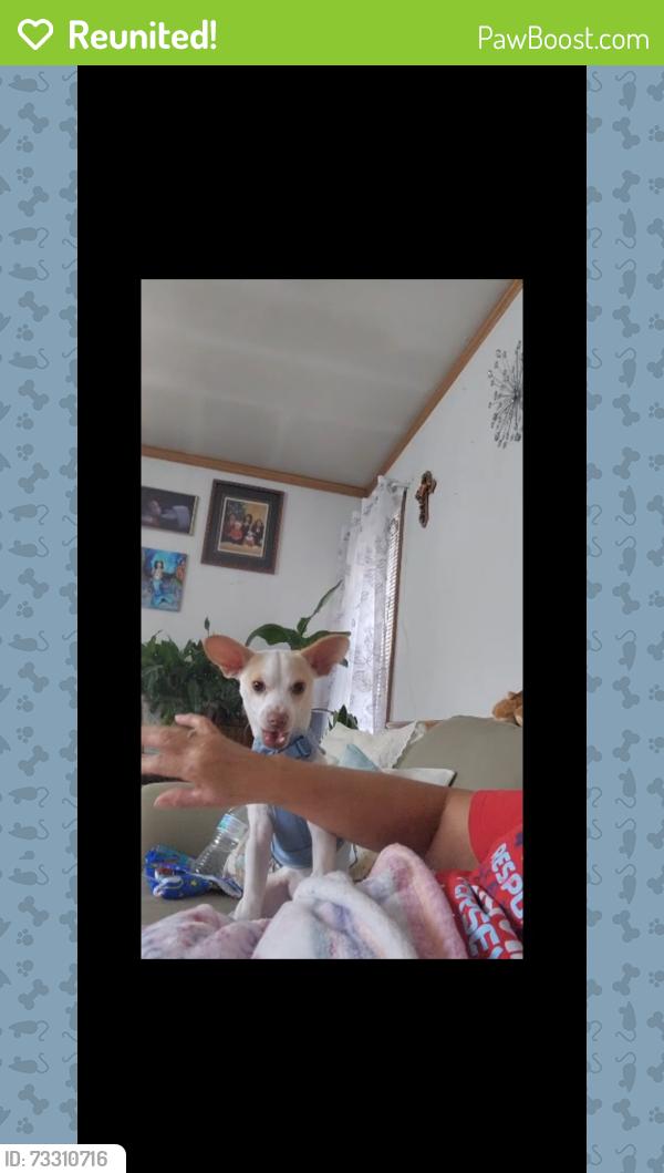 Reunited Male Dog last seen Glenwick, Fort Worth, TX 76114