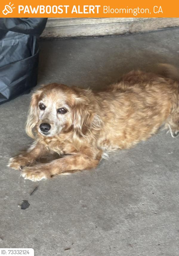 Found/Stray Male Dog last seen Locust ave and Santana, Bloomington, CA 92316