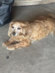 Found/Stray Male Dog last seen Locust ave and Santana, Bloomington, CA 92316