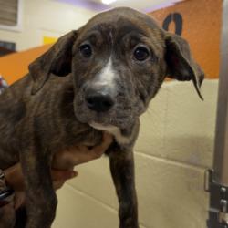 Found/Stray Female Dog last seen Quintette Road, Cantonment Fl, North Northwest Pensacola, FL 32533