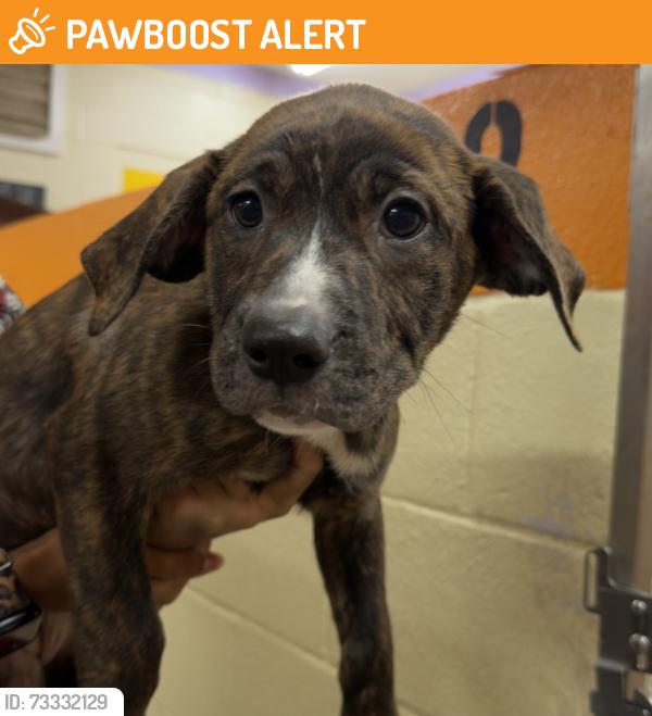 Found/Stray Female Dog last seen Quintette Road, Cantonment Fl, North Northwest Pensacola, FL 32533