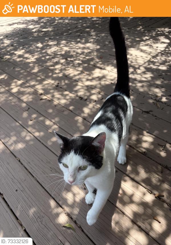 Found/Stray Male Cat last seen Briarfield subdivision off of Knollwood Drive in West Mobile, Mobile, AL 36693