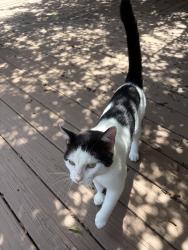 Found/Stray Male Cat last seen Briarfield subdivision off of Knollwood Drive in West Mobile, Mobile, AL 36693