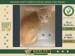 Shelter Stray Male Cat last seen Near Fruitport Street, COCOA, FL, 32927, 5100 W Eau Gallie Blvd, Melbourne, FL 32934, USA