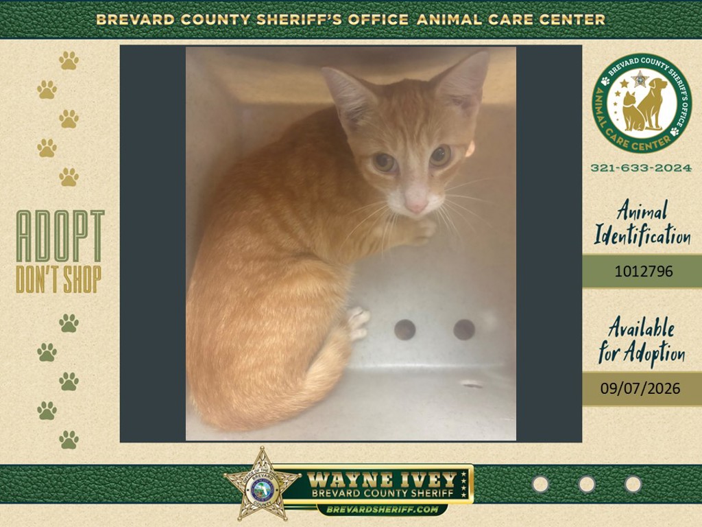 Shelter Stray Male Cat last seen Near Fruitport Street, COCOA, FL, 32927, 5100 W Eau Gallie Blvd, Melbourne, FL 32934, USA