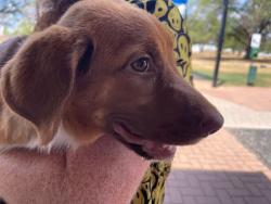 Shelter Stray Female Dog last seen Near E Oltorf Street, AUSTIN, TX, 78741, 7201 Levander Loop bldg a, Austin, TX 78702, USA