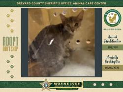 Shelter Stray Female Cat last seen Near Cheney Highway, TITUSVILLE, FL, 32780, 5100 W Eau Gallie Blvd, Melbourne, FL 32934, USA