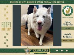 Shelter Stray Male Dog last seen Trevino Circle, TITUSVILLE, FL, 32780, 5100 W Eau Gallie Blvd, Melbourne, FL 32934, USA