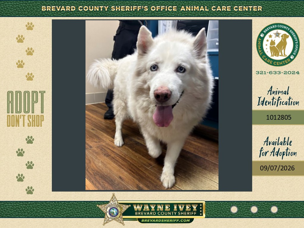 Shelter Stray Male Dog last seen Trevino Circle, TITUSVILLE, FL, 32780, 5100 W Eau Gallie Blvd, Melbourne, FL 32934, USA